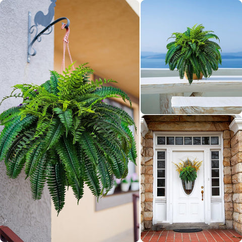 Large Fake Boston Ferns 48 inch
